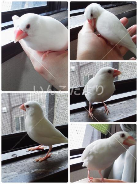 迷い鳥の写真