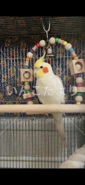 迷い鳥の写真