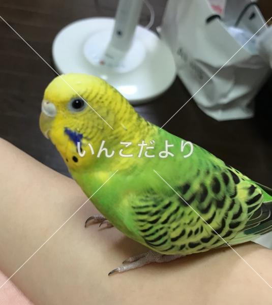 迷い鳥の写真