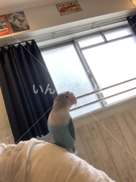 迷い鳥の写真