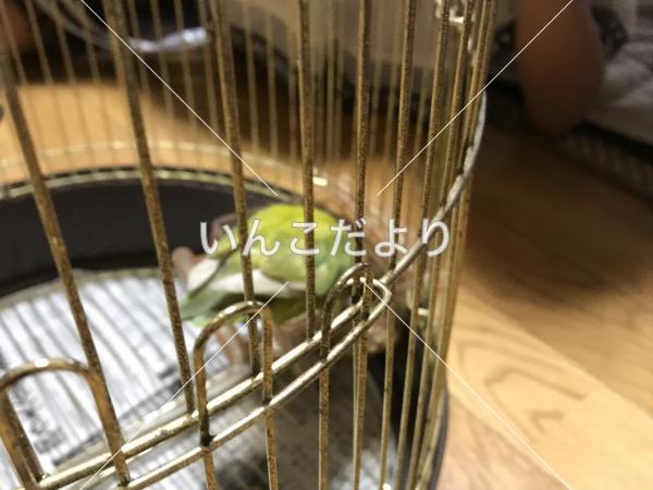 保護鳥の写真