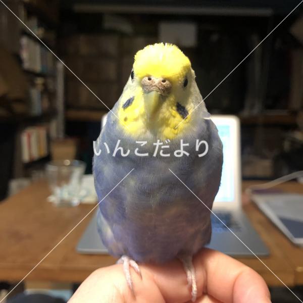 迷い鳥の写真