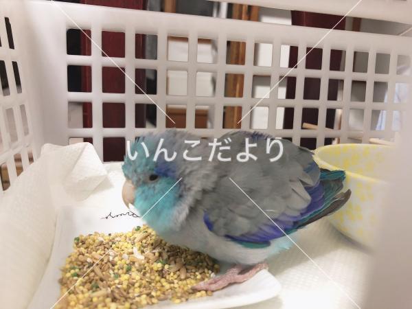 保護鳥の写真