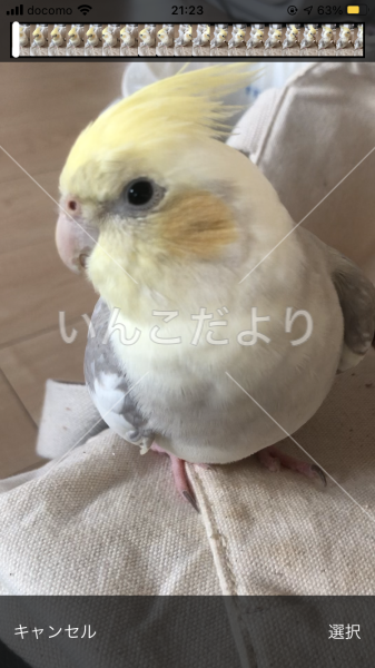 迷い鳥の写真