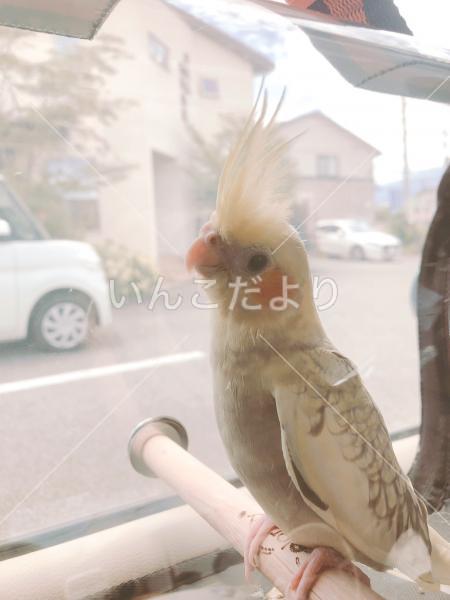迷い鳥の写真