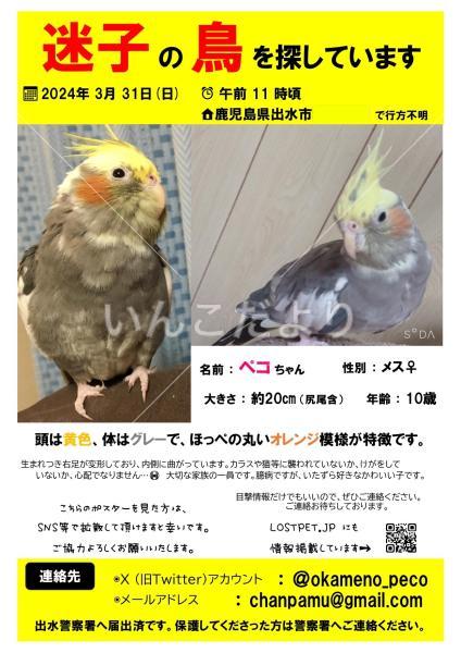 迷い鳥の写真
