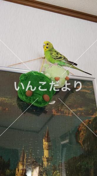 迷い鳥の写真