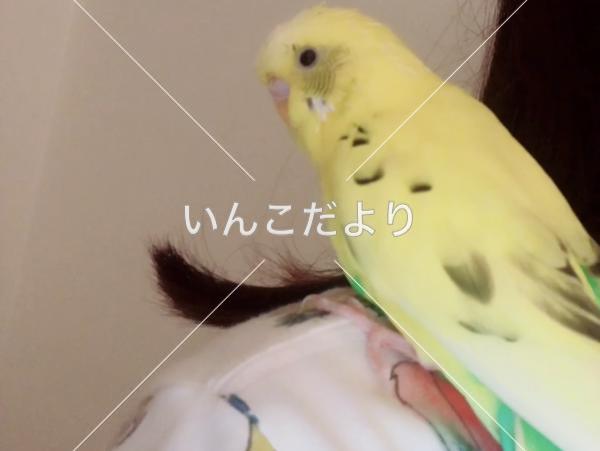 迷い鳥の写真