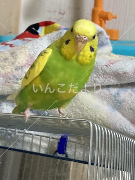 迷い鳥の写真