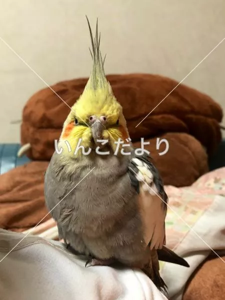 保護鳥の写真