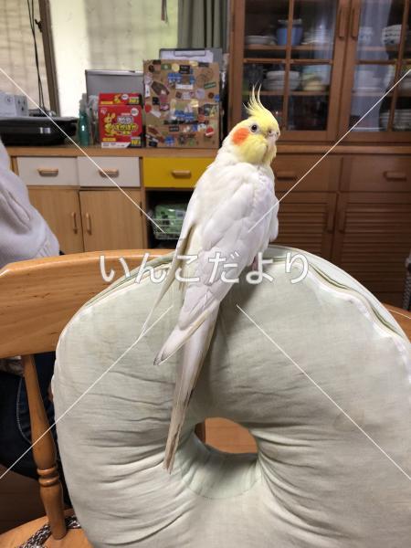迷い鳥の写真