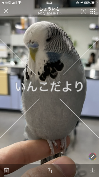 迷い鳥の写真