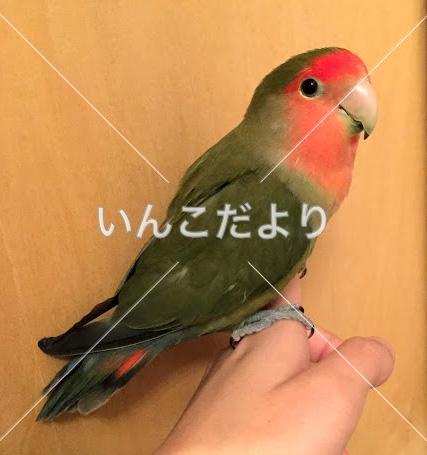 迷い鳥の写真