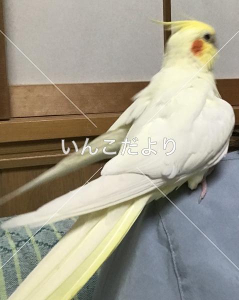 迷い鳥の写真