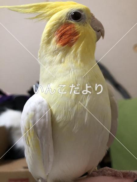 迷い鳥の写真