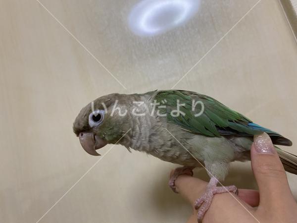 迷い鳥の写真