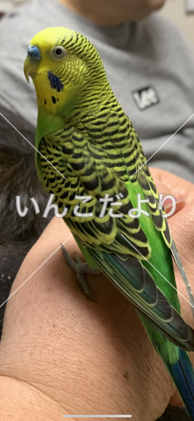 迷い鳥の写真