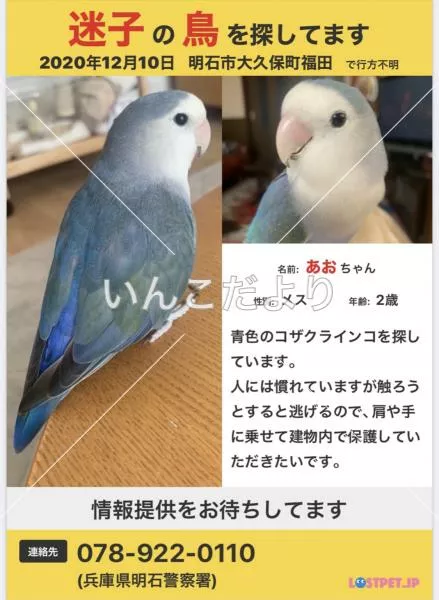 迷い鳥の写真
