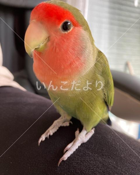 迷い鳥の写真