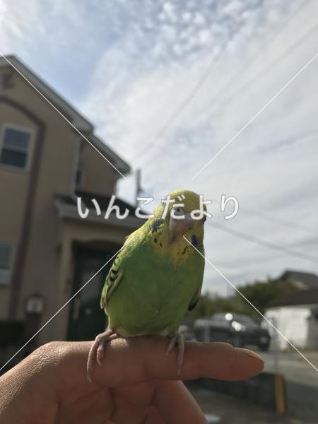 迷い鳥の写真