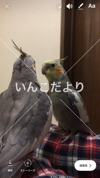 迷い鳥の写真