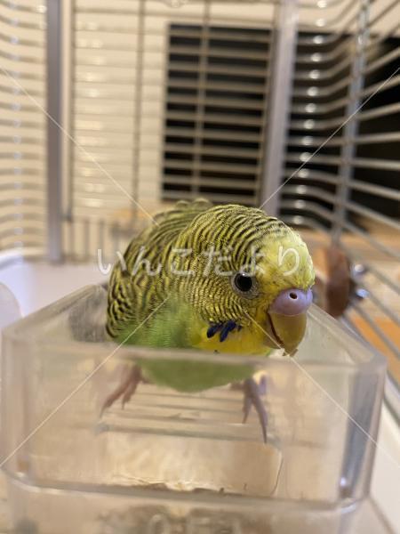 保護鳥の写真