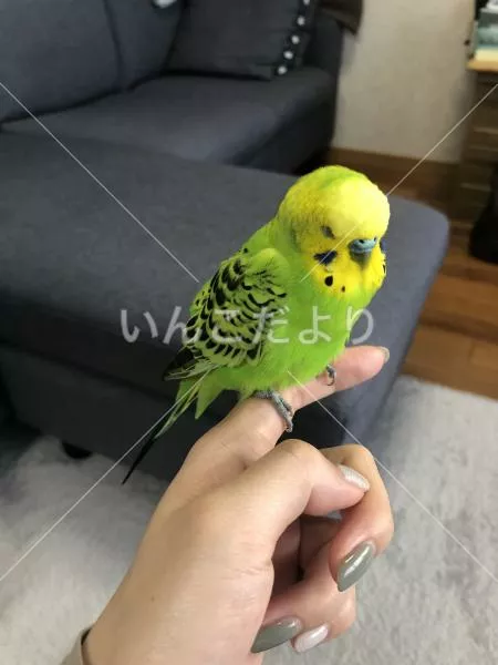 保護鳥の写真