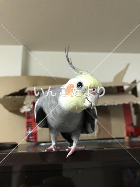 迷い鳥の写真