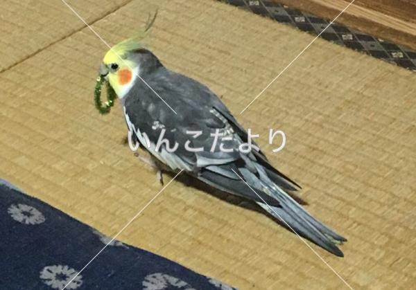 迷い鳥の写真