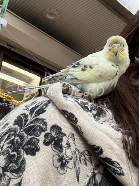 保護鳥の写真