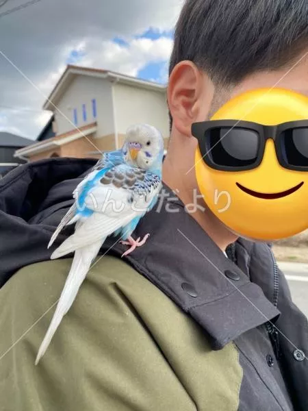 保護鳥の写真