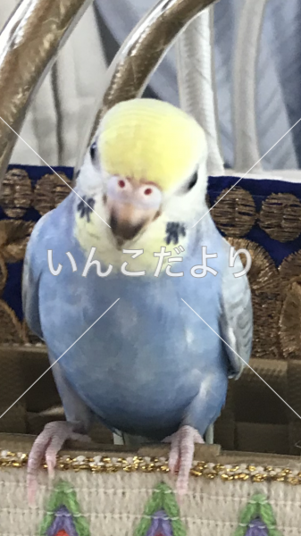 迷い鳥の写真