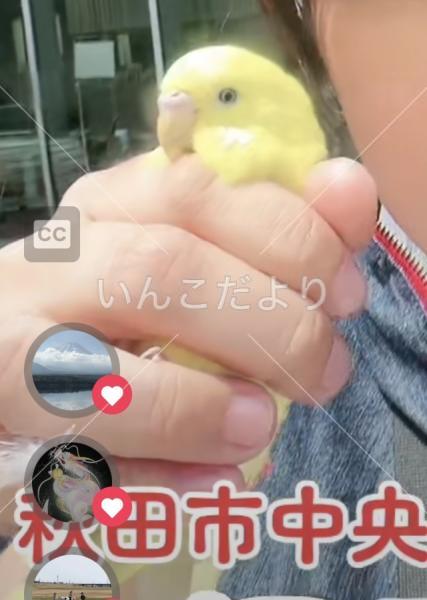 保護鳥の写真