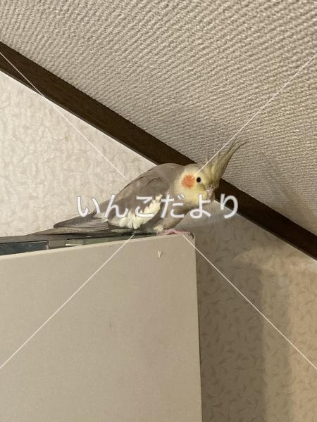 迷い鳥の写真