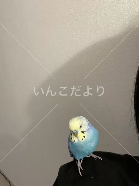 迷い鳥の写真