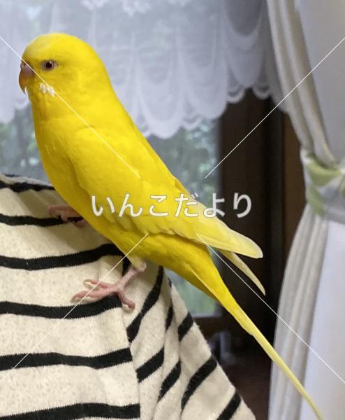 迷い鳥の写真