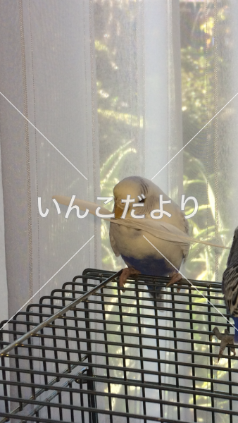 迷い鳥の写真