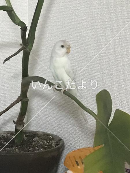 迷い鳥の写真