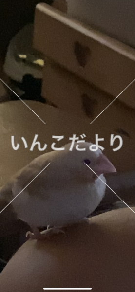 迷い鳥の写真
