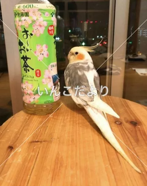 迷い鳥の写真