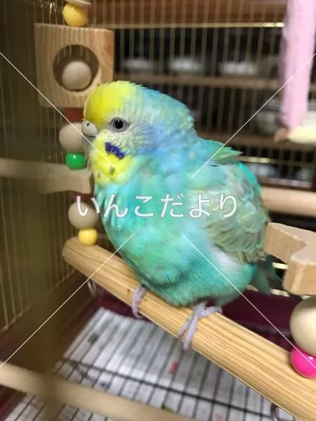 保護鳥の写真