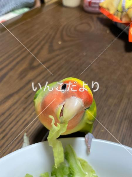 迷い鳥の写真
