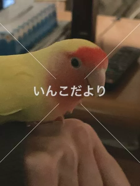 保護鳥の写真
