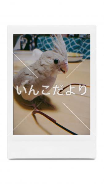 迷い鳥の写真