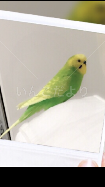 迷い鳥の写真