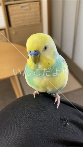迷い鳥の写真