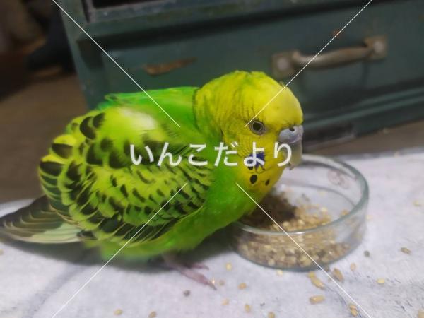 保護鳥の写真