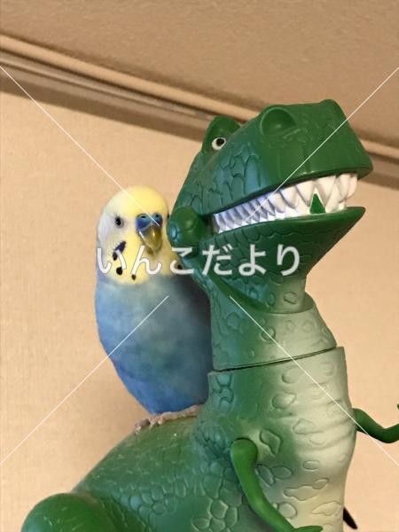 迷い鳥の写真
