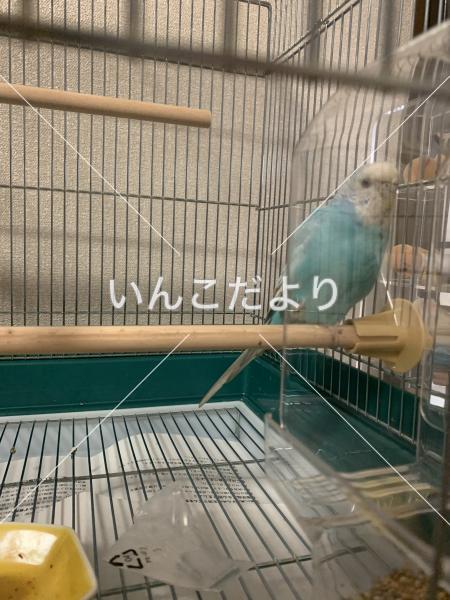 保護鳥の写真