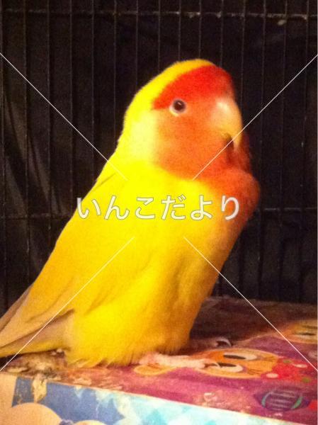 迷い鳥の写真